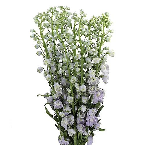 Delphinium Triton Lavender
