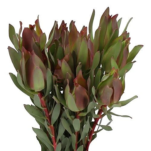 Leucadendron High Light