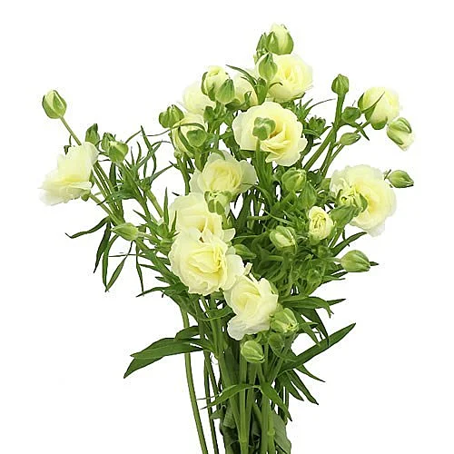 Ranunculus Butterfly Graces