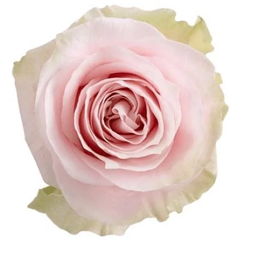 Rosa Adele