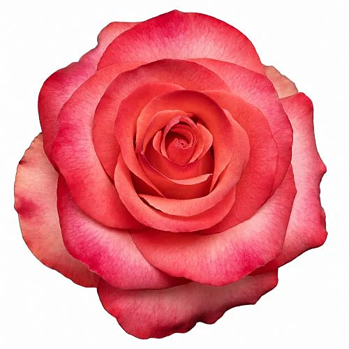 Rosa Amira