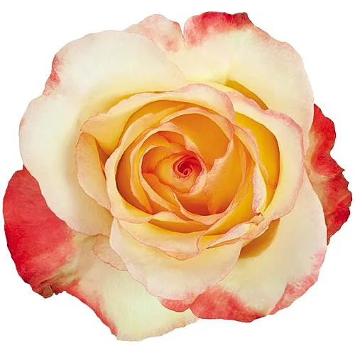 Rosa Aubade