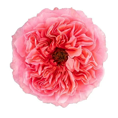 Rosa Candy Xpression