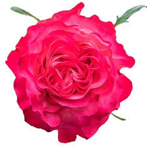 Rosa Enchantment