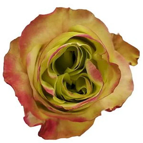 Rosa Journey