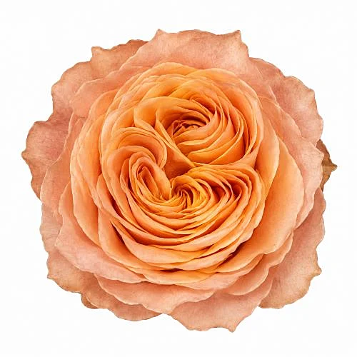 Rosa Living Coral