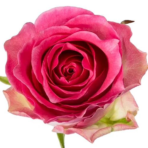 Rosa Malibu