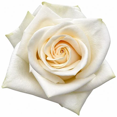 Rosa Soul