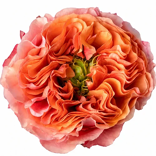 Rosa South Park