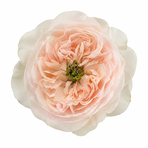 Rosa Tinkerbell
