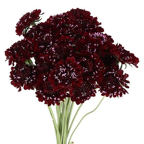 Scabiosa Blackberry Scoop