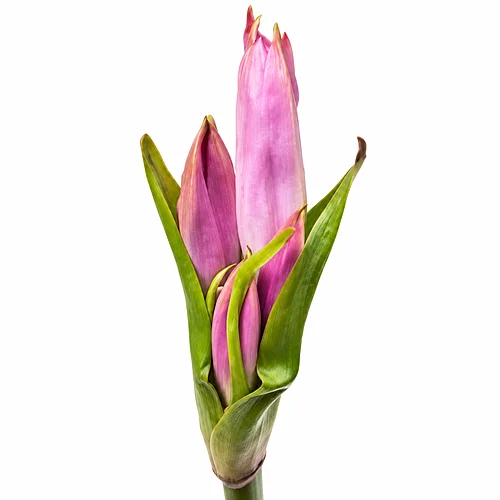 Amarcrinum