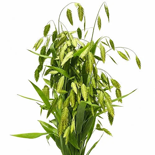 Chasmanthium latifolium
