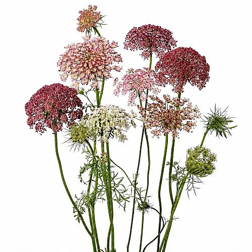 Daucus Dara