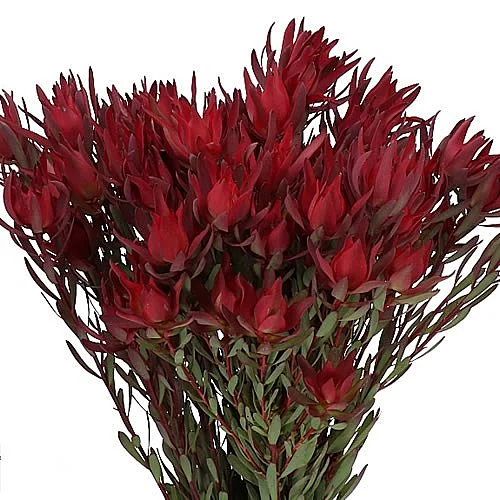 Leucadendron Blush