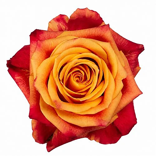 Rosa Atomic