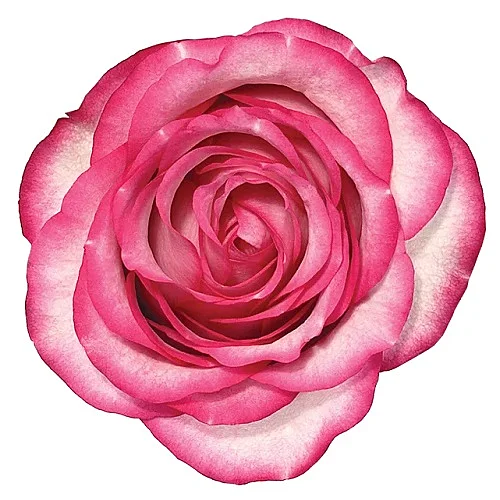 Rosa Carousel