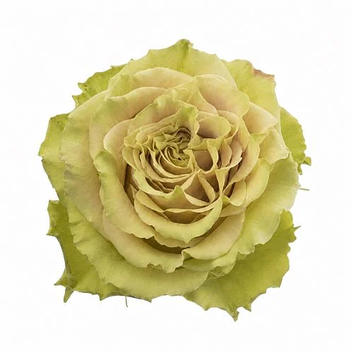 Rosa Dragon Rising
