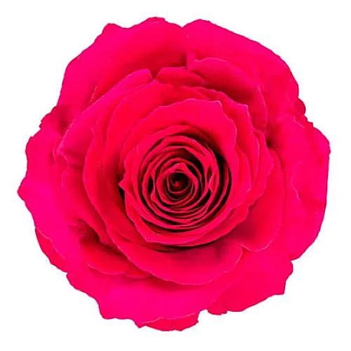 Rosa Gotcha