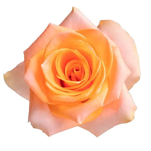 Rosa Honey Glow