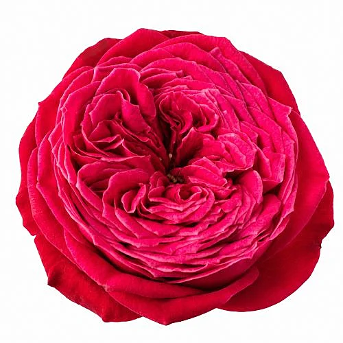 Rosa Just More