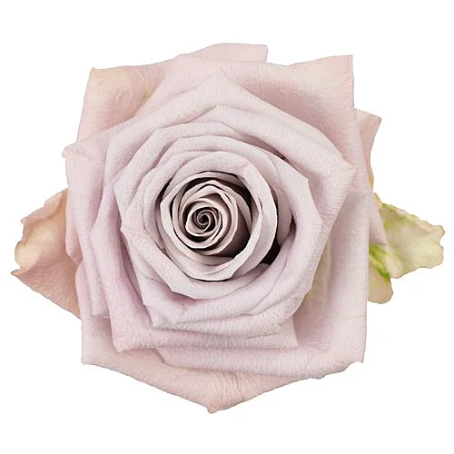 Rosa Menta