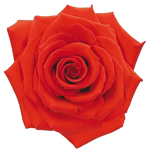 Rosa Nina