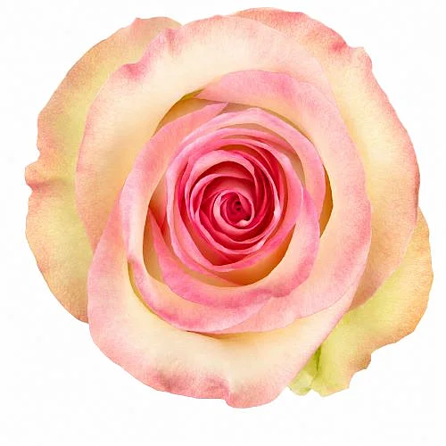 Rosa Swan