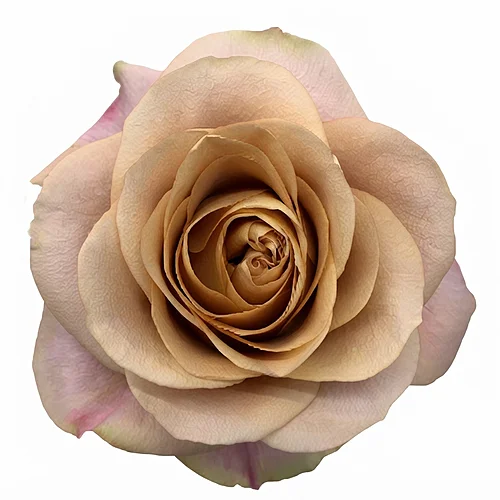 Rosa Symbol