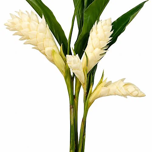 Alpinia Branca