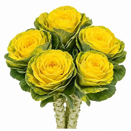 Brassica Pintada Amarelo