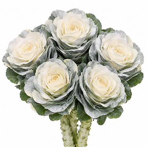 Brassica Pintada Branco