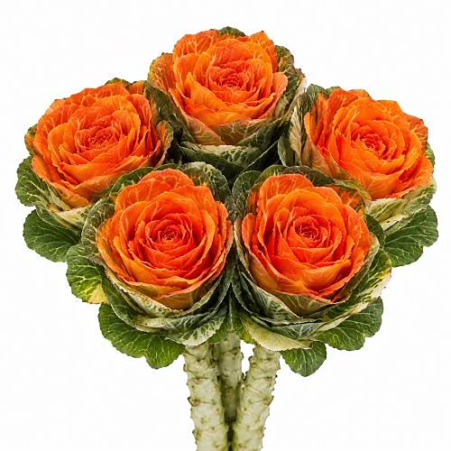 Brassica Pintada Laranja