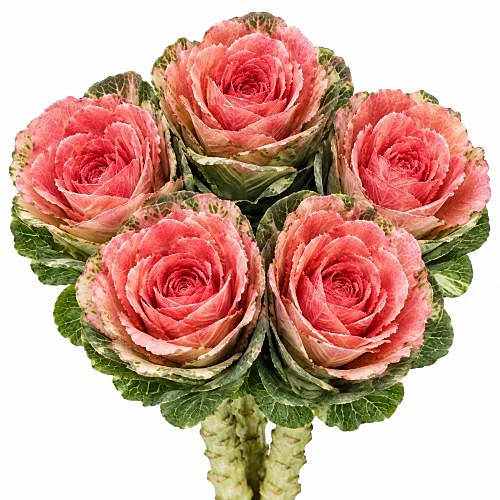 Brassica Pintada Rosa