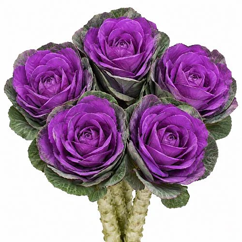 Brassica Pintada Roxa
