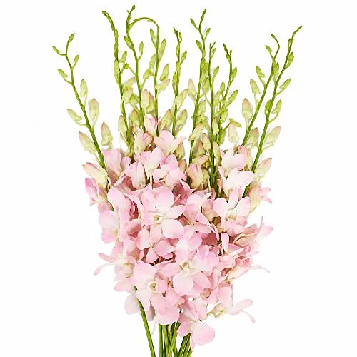 Dendrobium Air Peach