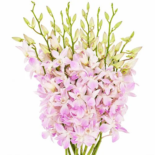 Dendrobium Miss Teen