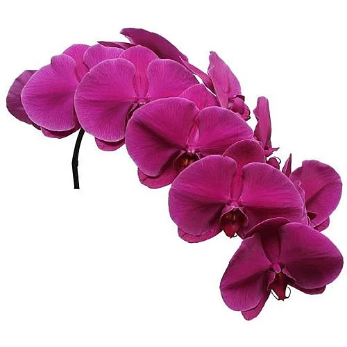 Phalaenopsis Beau Monde