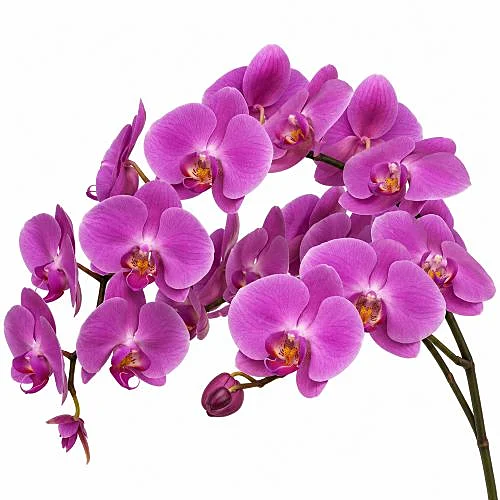 Phalaenopsis Kunming