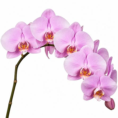 Phalaenopsis Manila