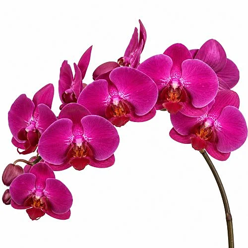 Phalaenopsis Stellenbosch