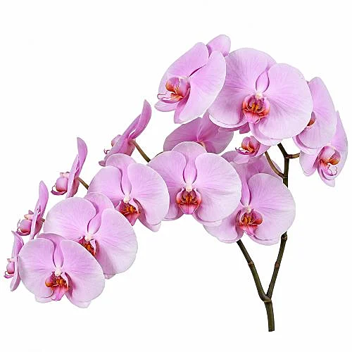 Phalaenopsis Tikal