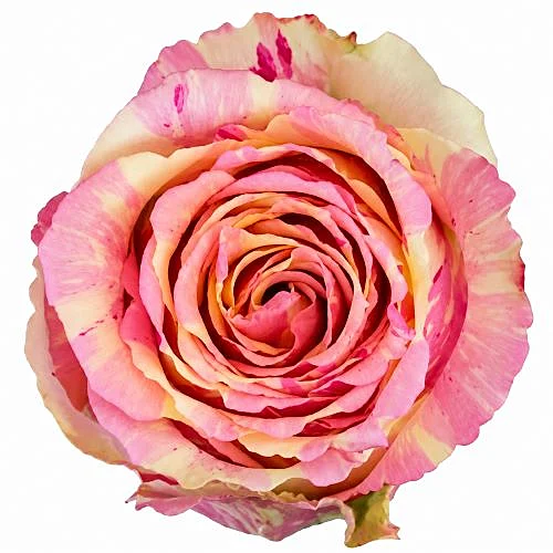 Rosa Fiesta