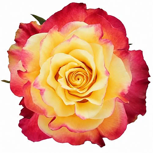 Rosa Newsflash